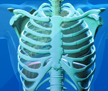 מערכת הנשימה בגוף האדם (דגם תלת-ממדי)