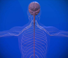 מערכת העצבים בגוף האדם (דגם תלת-ממדי)