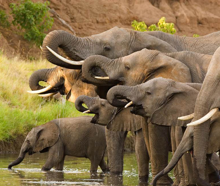 משפחה של פילים