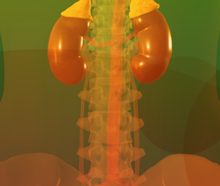 מערכת ההפרשה בגוף האדם (דגם תלת-ממדי)