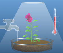חקר בצמחים – השפעת הטמפרטורה 